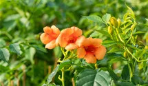 Jasmin trompette 'Indian Summer'