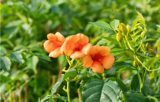 Campsis tagliabuana 'Indian Summer' Campsis tagliabuana 'Indian Summer'