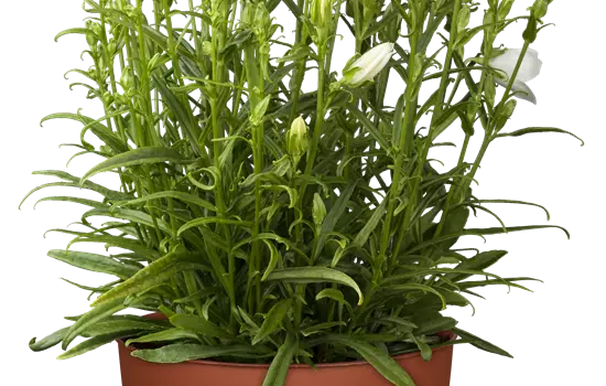 Campanula persicifol.'Takion White'