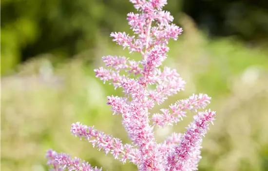 Astilbe arendsii 'Cattleya'
