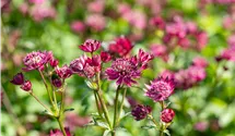 Grande Astrance 'Sparkling Star Red'