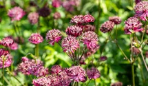 Grande Astrance 'Sparkling Star Red'