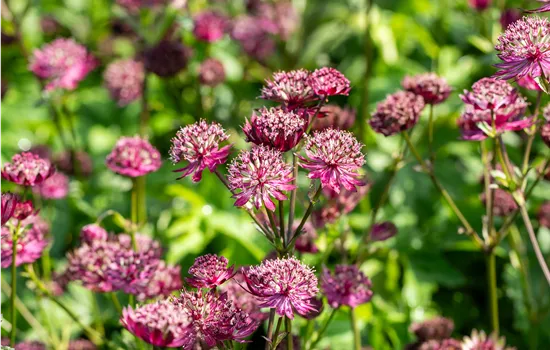 Astrantia m. 'Sparkling Star Red'