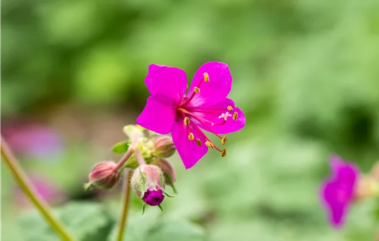 Geranium macrorrhizum 'Czakor' Geranium macrorrhizum 'Czakor'