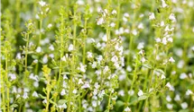 Kleinblütige Garten-Bergminze 'Triumphator'