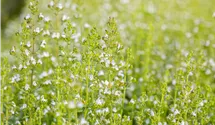 Kleinblütige Garten-Bergminze 'Triumphator'