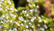 Kleinblütige Garten-Bergminze 'Triumphator'