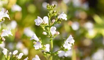 Kleinblütige Garten-Bergminze 'Triumphator'