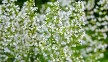Kleinblütige Garten-Bergminze 'Triumphator'