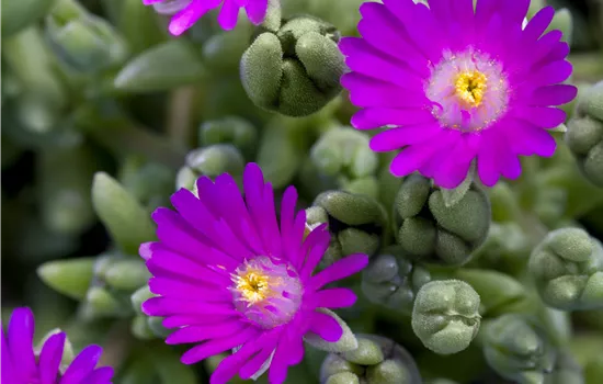 Delosperma 'Jewel of Desert Opal'
