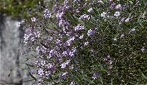 Gypsophile rampante 'Rosea'