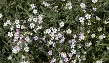 Gypsophile rampante 'Rosea'