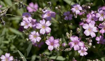 Gypsophile rampante 'Rosea'