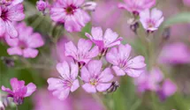 Gypsophile rampante 'Rosea'