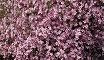 Gypsophile rampante 'Rosea'