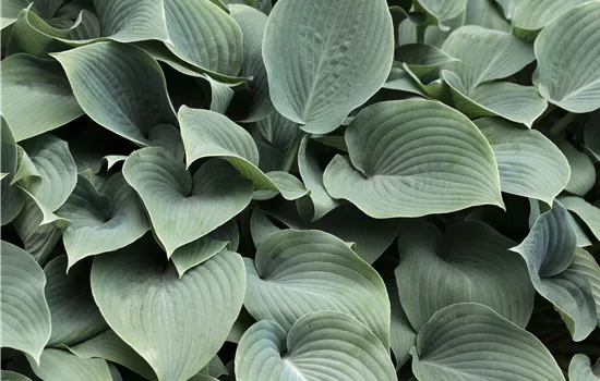 Hosta sieboldiana 'Elegans' Hosta sieboldiana 'Elegans'
