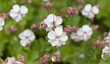 Storchenschnabel 'Spessart'