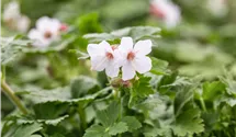 Storchenschnabel 'Spessart'