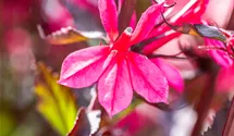 Lobélie 'Fan Deep Rose'