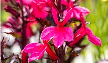 Lobélie 'Fan Deep Rose'