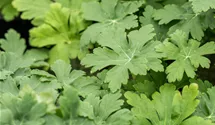 Storchenschnabel 'Spessart'