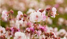 Storchenschnabel 'Spessart'
