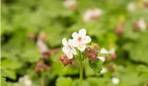 Storchenschnabel 'Spessart'