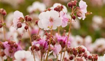 Storchenschnabel 'Spessart'