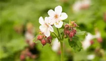 Storchenschnabel 'Spessart'