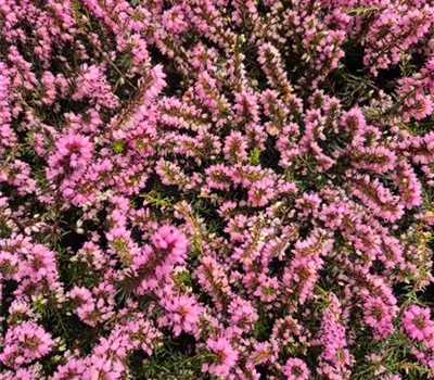 Erica carnea 'Rose' Erica carnea 'Rose'