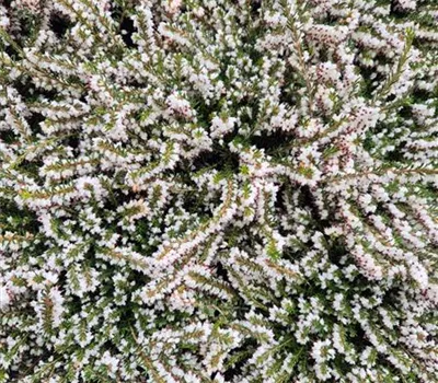 Erica carnea 'Blanc' Erica carnea 'Blanc'