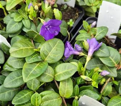 Vinca minor 'Bleu' Vinca minor 'Bleu'