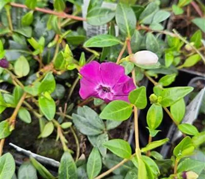 Vinca minor 'Rouge' Vinca minor 'Rouge'