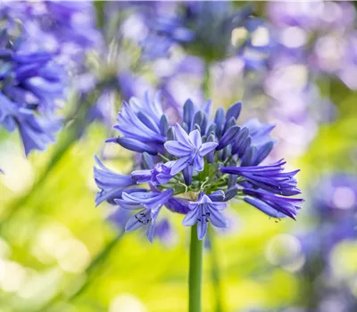 Agapanthus african. 'Brilliant Blue' Agapanthus african. 'Brilliant Blue'