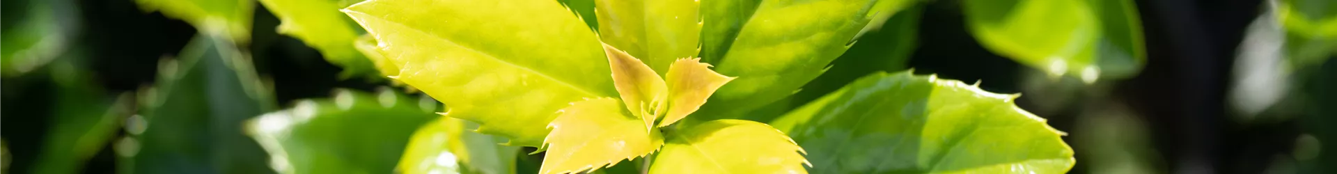 Ilex meserveae 'Heckenfee'®(s)