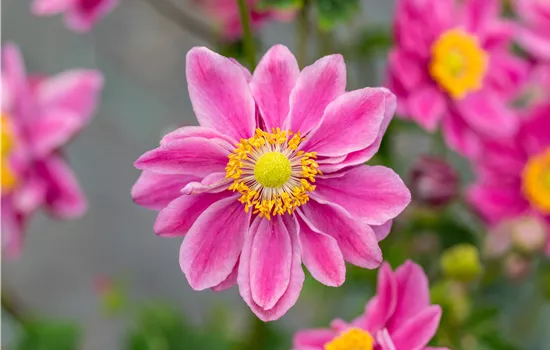 Anemone hybrida 'Pamina' Anemone hybrida 'Pamina'