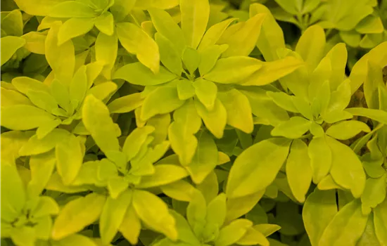 Choisya ternata 'Sundance'