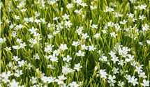 Oeillet à delta 'Albus'