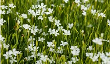 Oeillet à delta 'Albus'