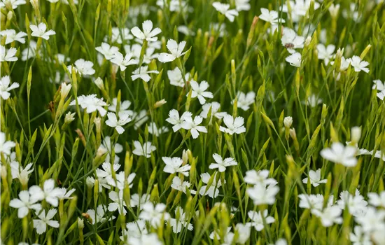 Dianthus deltoides 'Albus'