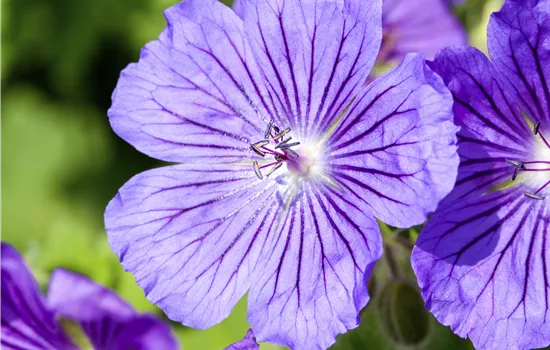 Geranium magnificum 'Rosemoor'
