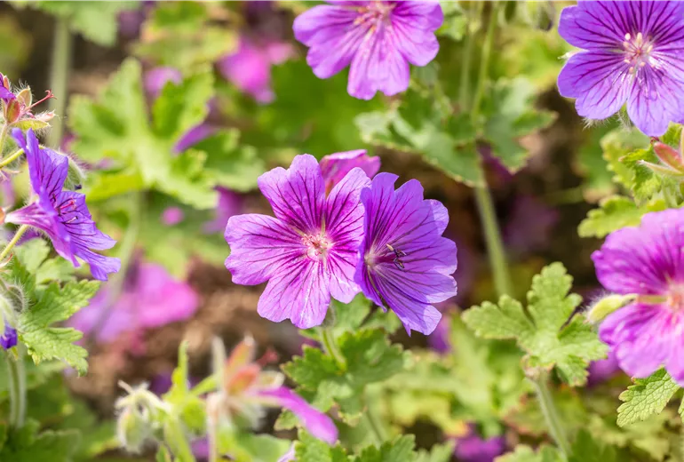 Geranium x magnificum 'Rosemoor'