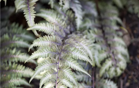 Athyrium niponicum 'Metallicum' Athyrium niponicum 'Metallicum'