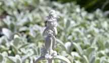 Epiaire laineuse 'Silver Carpet'