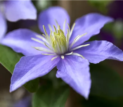 Clematis H. 'Justa'