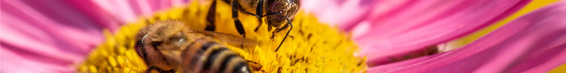 Bienen auf Blüte Bienen auf Blüte