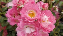 Rosiers miniatures 'Flirt 2011'