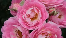 Rosiers miniatures 'Flirt 2011'