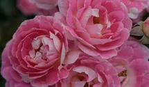 Rosiers miniatures 'Flirt 2011'