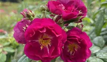Kletterrose 'Purple Siluetta'